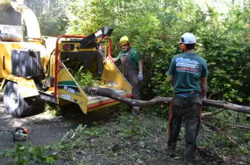 tree services Capitola